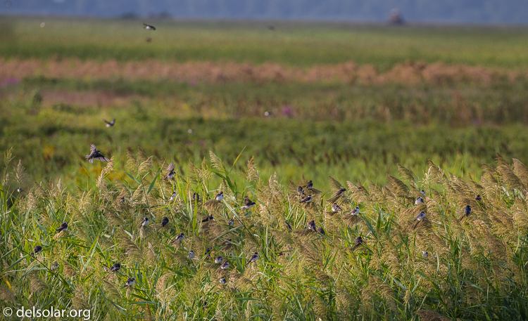 Canon EOS 7D  --  321 mm  --  EF100-400mm f/4.5-5.6L IS II USM  