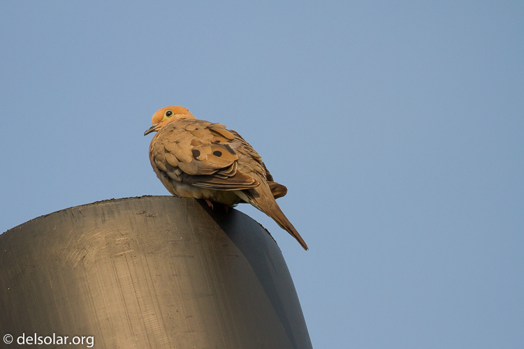 Canon EOS 7D  --  400 mm  --  EF100-400mm f/4.5-5.6L IS II USM  