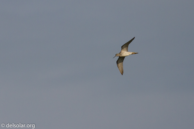 Canon EOS 7D  --  400 mm  --  EF100-400mm f/4.5-5.6L IS II USM  