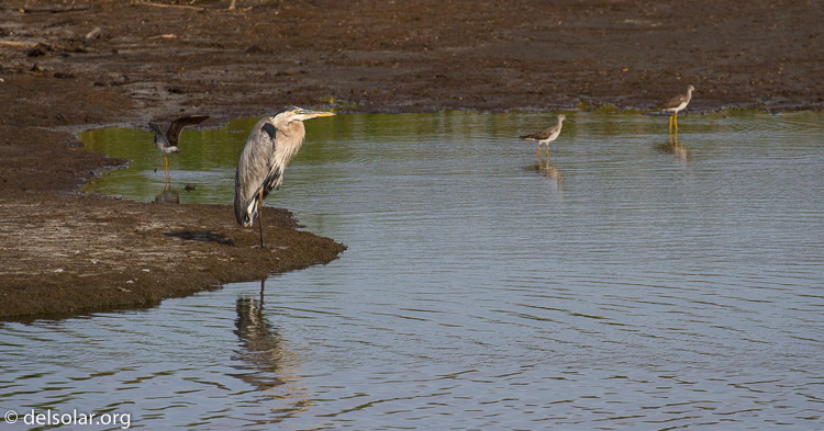 Canon EOS 7D  --  400 mm  --  EF100-400mm f/4.5-5.6L IS II USM  
