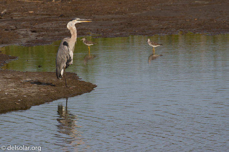 Canon EOS 7D  --  400 mm  --  EF100-400mm f/4.5-5.6L IS II USM  