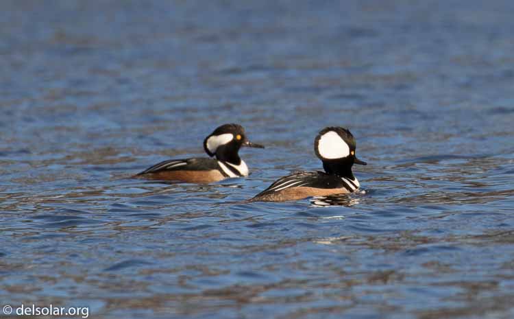 Canon EOS 7D Mark II  --  520 mm  --  EF100-400mm f/4.5-5.6L IS II USM +1.4x III  