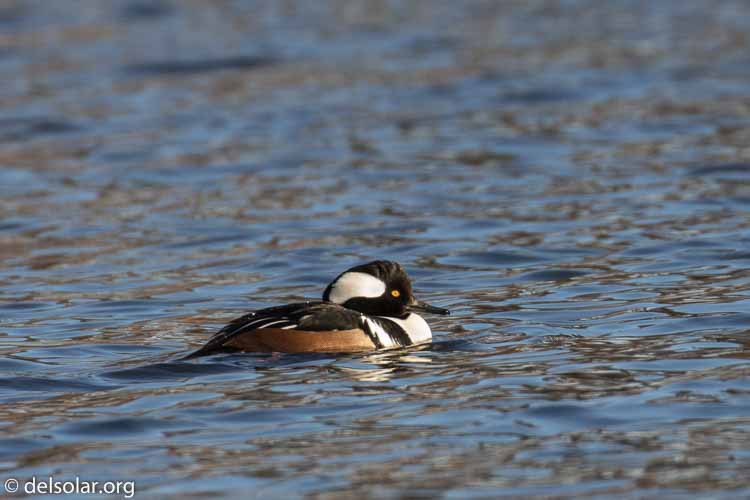 Canon EOS 7D Mark II  --  560 mm  --  EF100-400mm f/4.5-5.6L IS II USM +1.4x III  