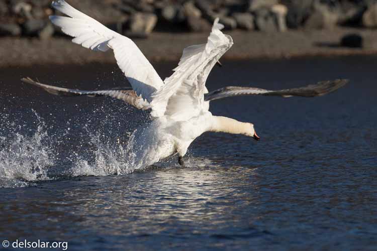 Canon EOS 7D Mark II  --  437 mm  --  EF100-400mm f/4.5-5.6L IS II USM +1.4x III  