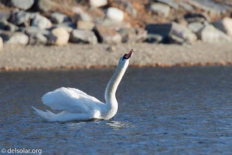 Canon EOS 7D Mark II  --  560 mm  --  EF100-400mm f/4.5-5.6L IS II USM +1.4x III  
