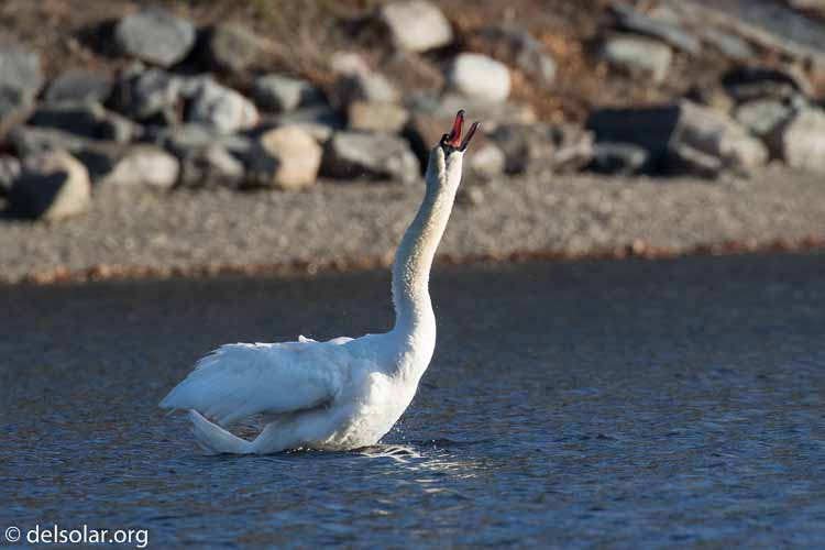 Canon EOS 7D Mark II  --  560 mm  --  EF100-400mm f/4.5-5.6L IS II USM +1.4x III  