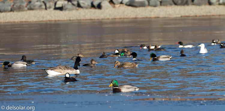 Canon EOS 7D Mark II  --  328 mm  --  EF100-400mm f/4.5-5.6L IS II USM +1.4x III  