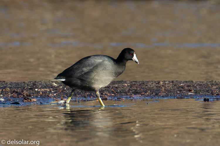 Canon EOS 7D Mark II  --  476 mm  --  EF100-400mm f/4.5-5.6L IS II USM +1.4x III  