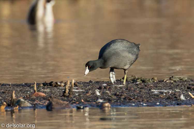 Canon EOS 7D Mark II  --  560 mm  --  EF100-400mm f/4.5-5.6L IS II USM +1.4x III  