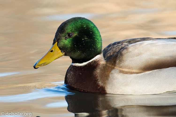 Canon EOS 7D Mark II  --  520 mm  --  EF100-400mm f/4.5-5.6L IS II USM +1.4x III  