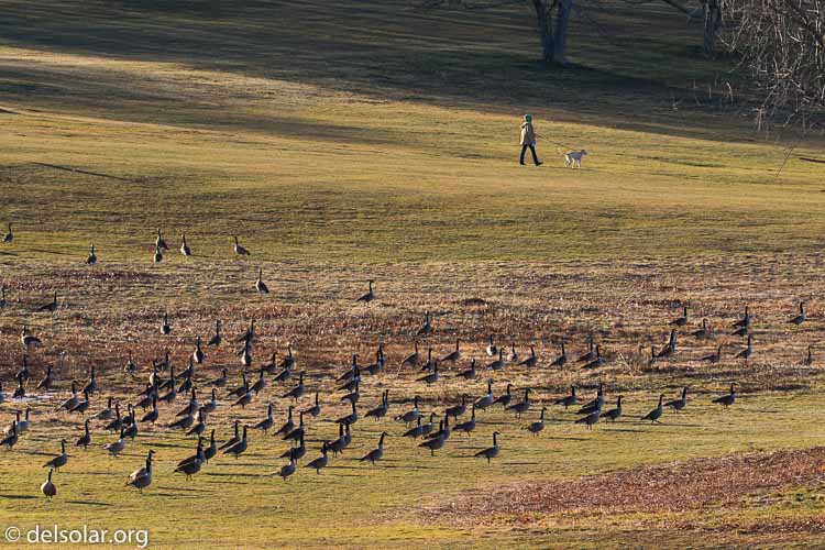 Canon EOS 7D Mark II  --  200 mm  --  EF100-400mm f/4.5-5.6L IS II USM +1.4x III  