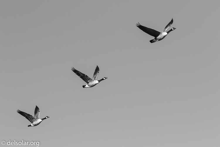 Canon EOS 7D Mark II  --  140 mm  --  EF100-400mm f/4.5-5.6L IS II USM +1.4x III  