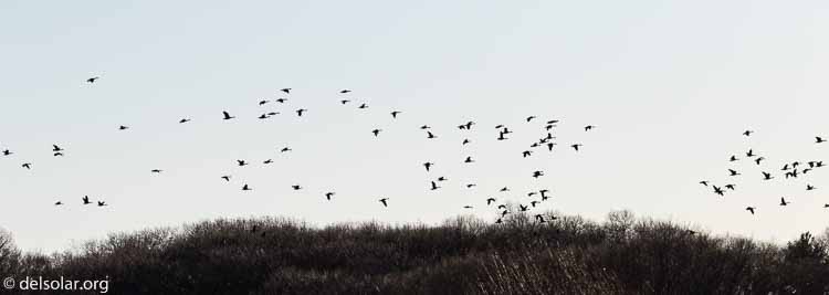 Canon EOS 7D Mark II  --  148 mm  --  EF100-400mm f/4.5-5.6L IS II USM +1.4x III  