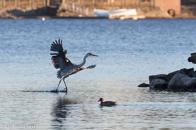 Canon EOS 7D Mark II  --  379 mm  --  EF100-400mm f/4.5-5.6L IS II USM +1.4x III  