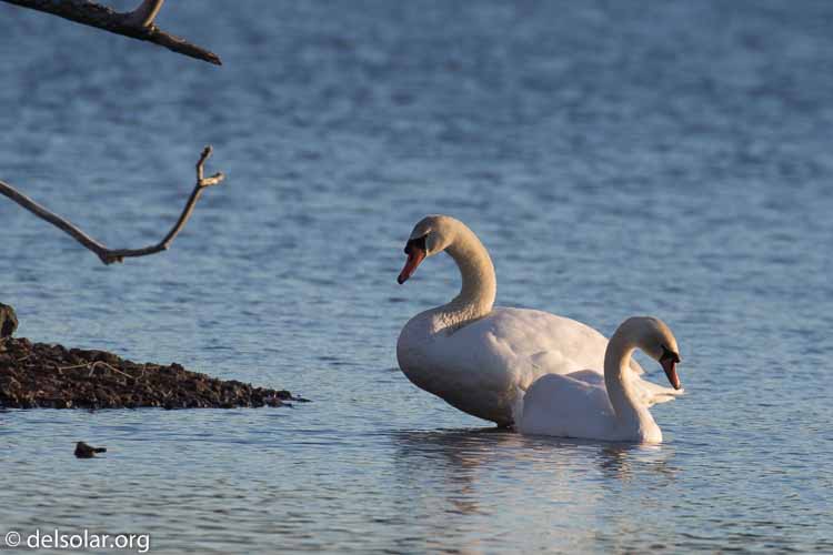 Canon EOS 7D Mark II  --  520 mm  --  EF100-400mm f/4.5-5.6L IS II USM +1.4x III  