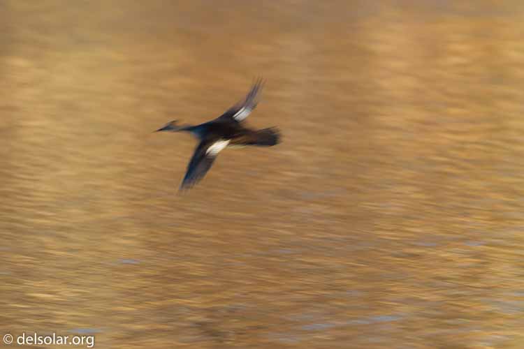 Canon EOS 7D Mark II  --  368 mm  --  EF100-400mm f/4.5-5.6L IS II USM +1.4x III  