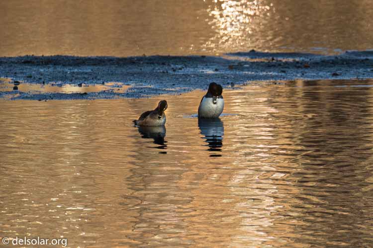 Canon EOS 7D Mark II  --  437 mm  --  EF100-400mm f/4.5-5.6L IS II USM +1.4x III  