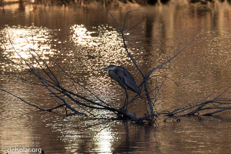 Canon EOS 7D Mark II  --  463 mm  --  EF100-400mm f/4.5-5.6L IS II USM +1.4x III  