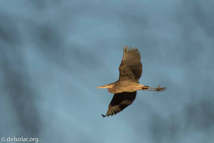 Canon EOS 7D Mark II  --  560 mm  --  EF100-400mm f/4.5-5.6L IS II USM +1.4x III  