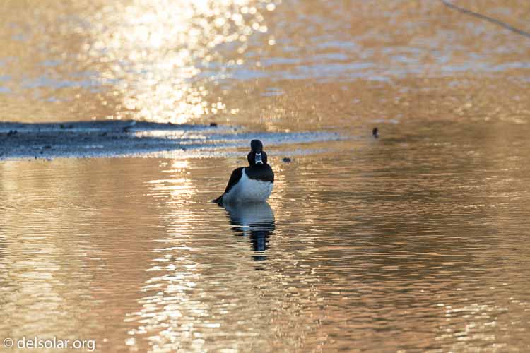 Canon EOS 7D Mark II  --  476 mm  --  EF100-400mm f/4.5-5.6L IS II USM +1.4x III  