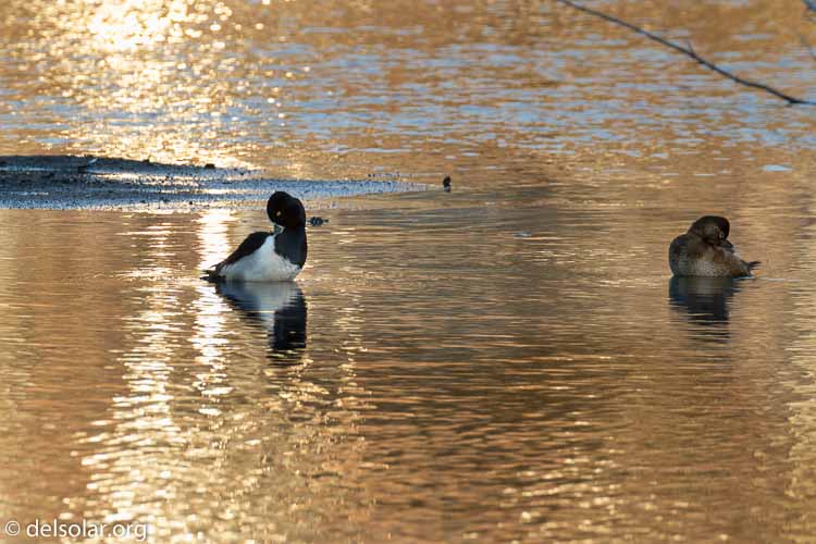 Canon EOS 7D Mark II  --  368 mm  --  EF100-400mm f/4.5-5.6L IS II USM +1.4x III  