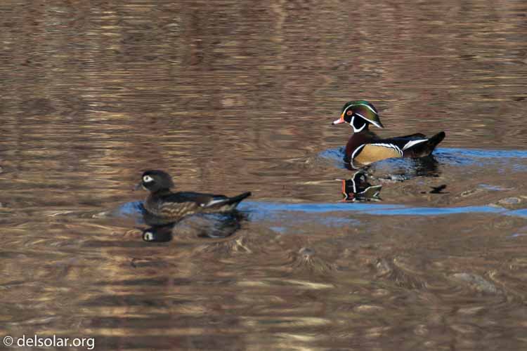 Canon EOS 7D Mark II  --  379 mm  --  EF100-400mm f/4.5-5.6L IS II USM +1.4x III  