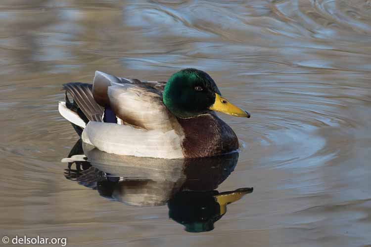 Canon EOS 7D Mark II  --  420 mm  --  EF100-400mm f/4.5-5.6L IS II USM +1.4x III  