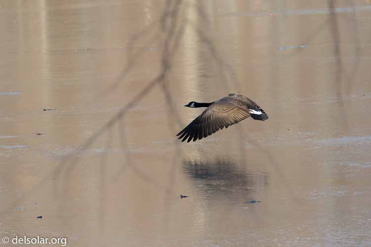 Canon EOS 7D Mark II  --  255 mm  --  EF100-400mm f/4.5-5.6L IS II USM +1.4x III  