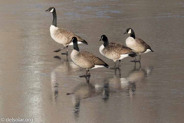 Canon EOS 7D Mark II  --  280 mm  --  EF100-400mm f/4.5-5.6L IS II USM +1.4x III  