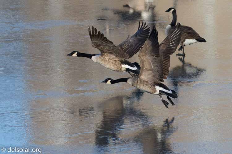 Canon EOS 7D Mark II  --  280 mm  --  EF100-400mm f/4.5-5.6L IS II USM +1.4x III  