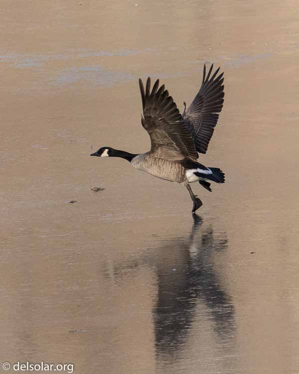 Canon EOS 7D Mark II  --  238 mm  --  EF100-400mm f/4.5-5.6L IS II USM +1.4x III  