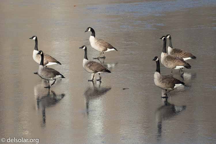 Canon EOS 7D Mark II  --  207 mm  --  EF100-400mm f/4.5-5.6L IS II USM +1.4x III  