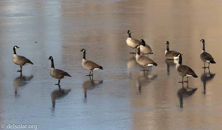 Canon EOS 7D Mark II  --  189 mm  --  EF100-400mm f/4.5-5.6L IS II USM +1.4x III  