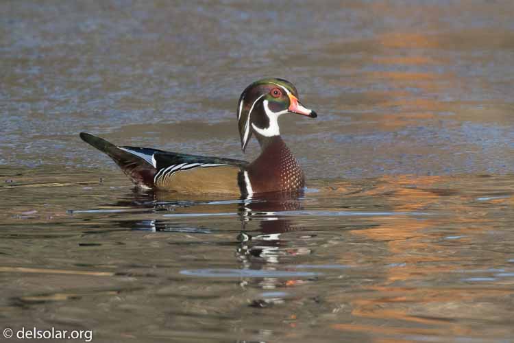 Canon EOS 7D Mark II  --  560 mm  --  EF100-400mm f/4.5-5.6L IS II USM +1.4x III  