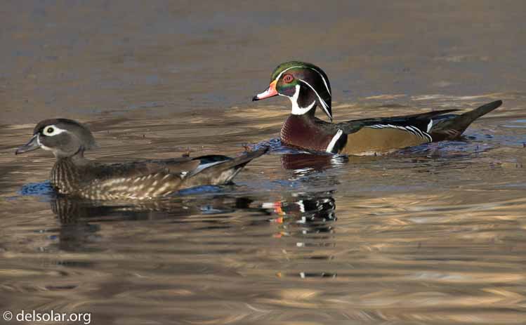 Canon EOS 7D Mark II  --  560 mm  --  EF100-400mm f/4.5-5.6L IS II USM +1.4x III  