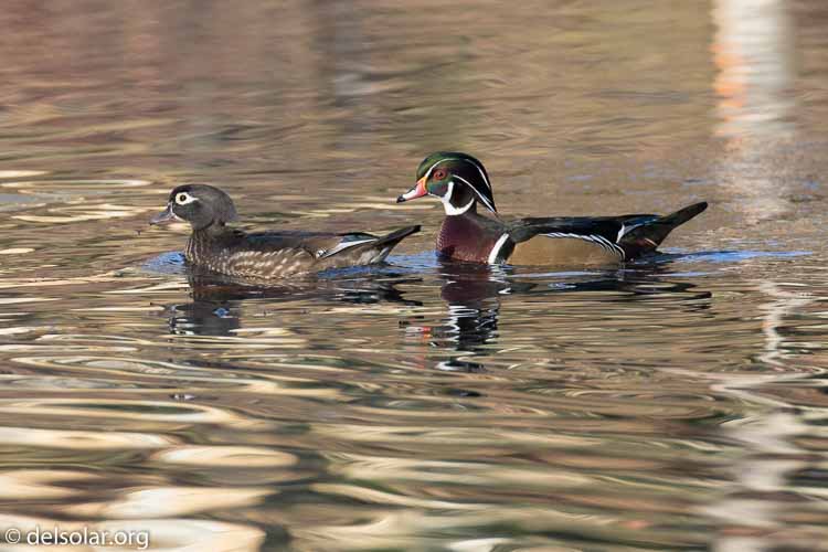 Canon EOS 7D Mark II  --  437 mm  --  EF100-400mm f/4.5-5.6L IS II USM +1.4x III  