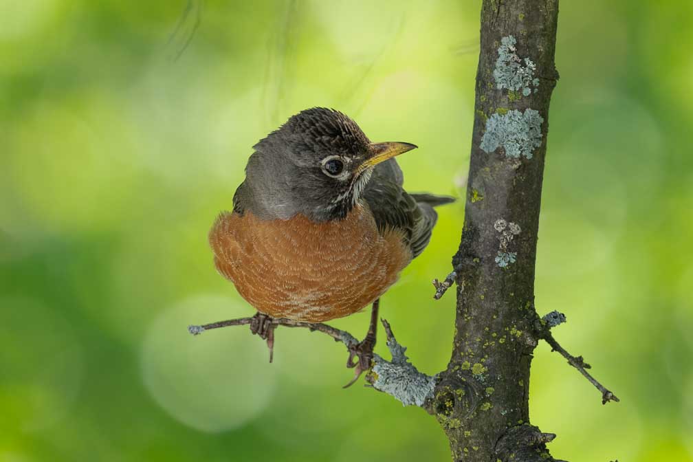 ILCE-1  --  FE 400-800mm F6.3-8 G OSS -- 1/250 sec at f / 10 -- ISO 3200 -- 0 EV -- 