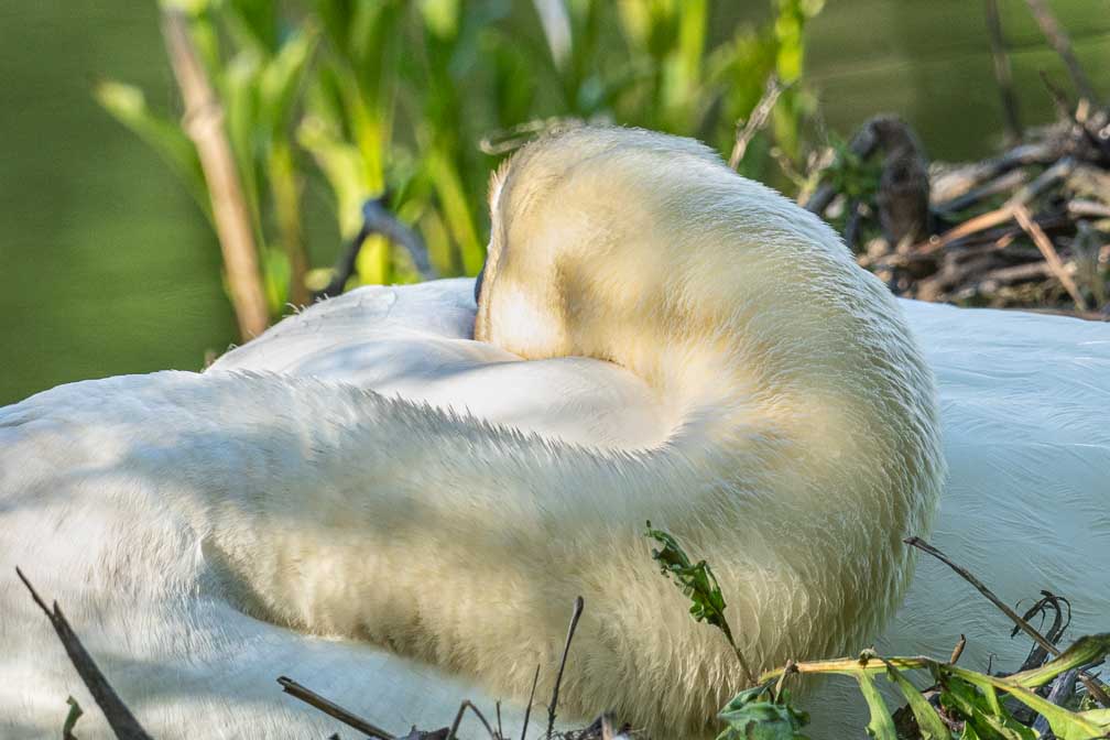 ILCE-1  --  FE 400-800mm F6.3-8 G OSS -- 1/250 sec at f / 11 -- ISO 1600 -- 0 EV -- 