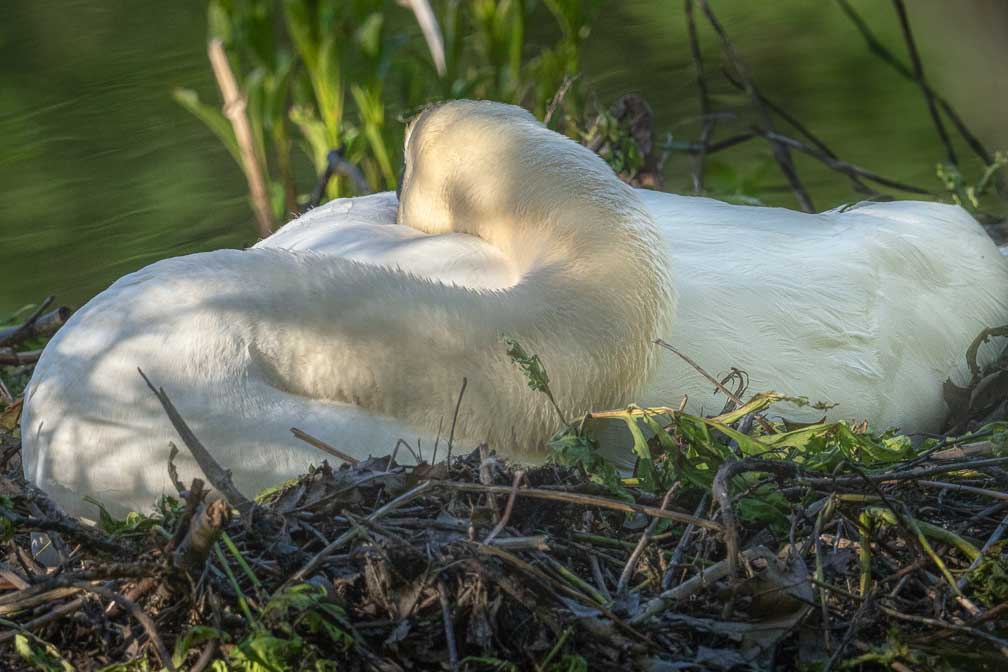 ILCE-1  --  FE 400-800mm F6.3-8 G OSS -- 1/1000 sec at f / 11 -- ISO 1600 -- 0 EV -- 