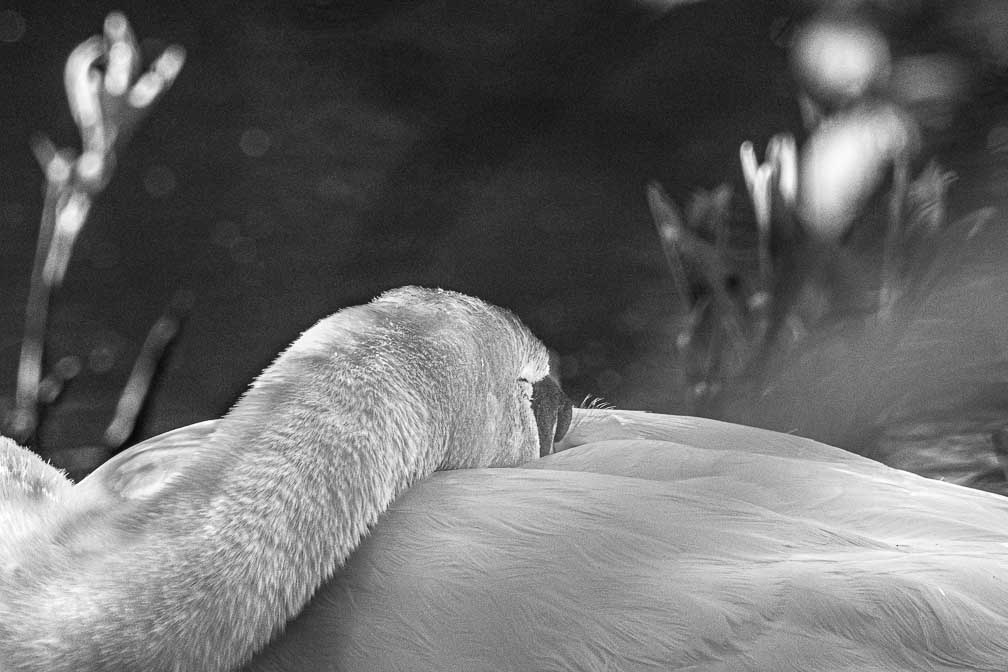 ILCE-1  --  FE 400-800mm F6.3-8 G OSS -- 1/800 sec at f / 11 -- ISO 1600 -- 0 EV -- 