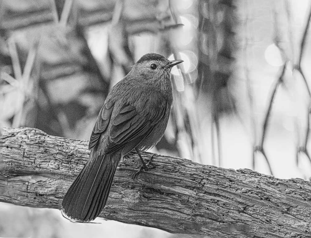 ILCE-1  --  FE 400-800mm F6.3-8 G OSS -- 1/640 sec at f / 10 -- ISO 1600 -- 0 EV -- 