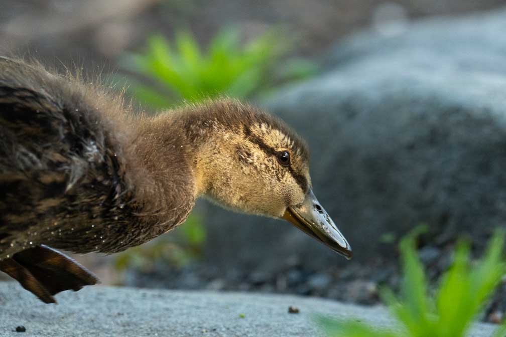 ILCE-1  --  FE 400-800mm F6.3-8 G OSS -- 1/800 sec at f / 10 -- ISO 5000 -- 0 EV -- 