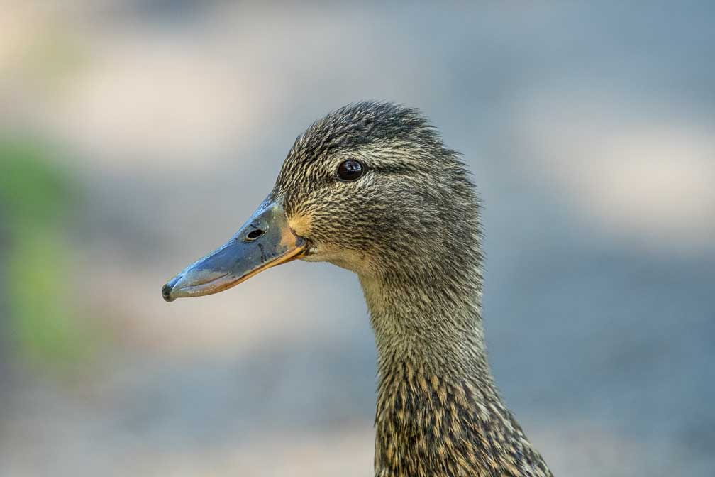 ILCE-1  --  FE 400-800mm F6.3-8 G OSS -- 1/500 sec at f / 10 -- ISO 5000 -- 0 EV -- 