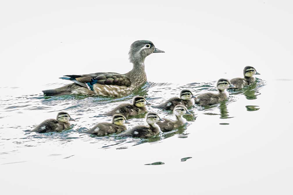 ILCE-1  --  FE 400-800mm F6.3-8 G OSS -- 1/80 sec at f / 9.0 -- ISO 10000 -- 0 EV -- 