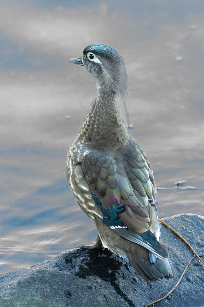 ILCE-1  --  FE 400-800mm F6.3-8 G OSS -- 1/125 sec at f / 9.0 -- ISO 16000 -- 0 EV -- 