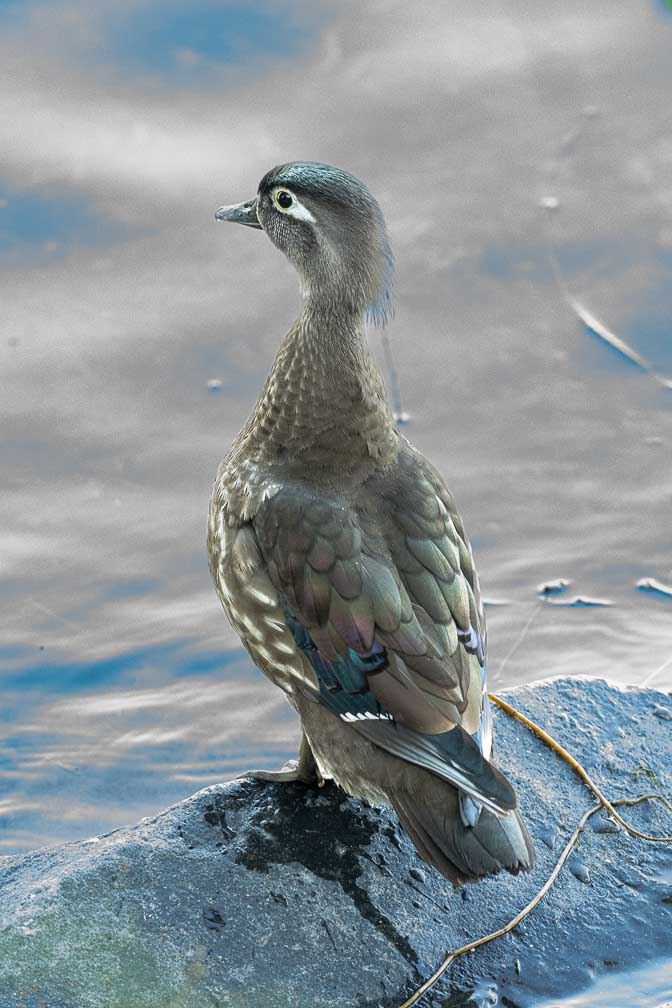 ILCE-1  --  FE 400-800mm F6.3-8 G OSS -- 1/125 sec at f / 9.0 -- ISO 16000 -- 0 EV -- 