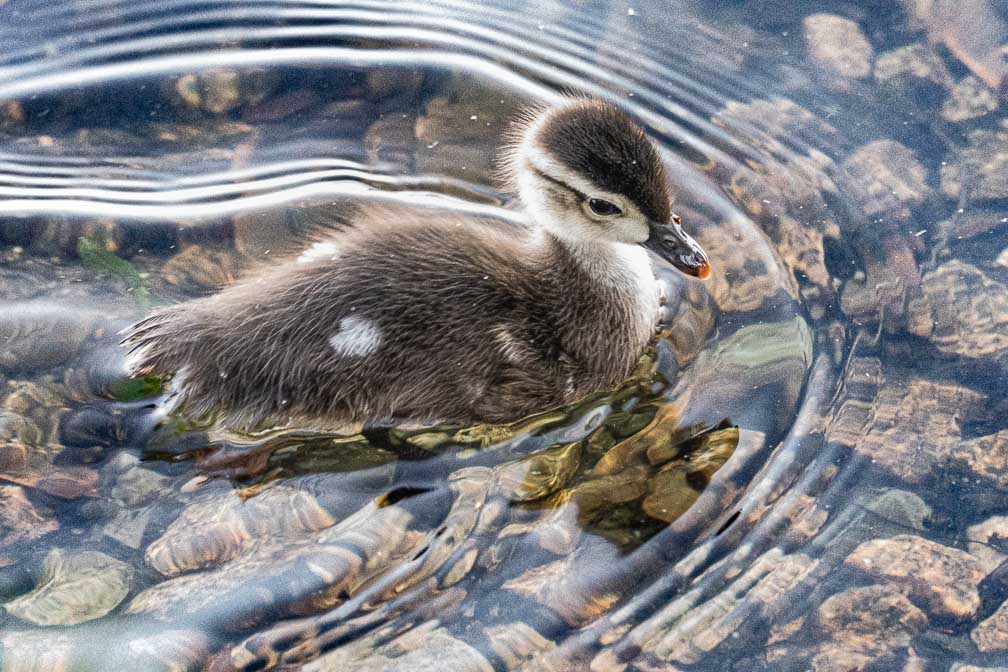 ILCE-1  --  FE 400-800mm F6.3-8 G OSS -- 1/200 sec at f / 9.0 -- ISO 25600 -- 0 EV -- 