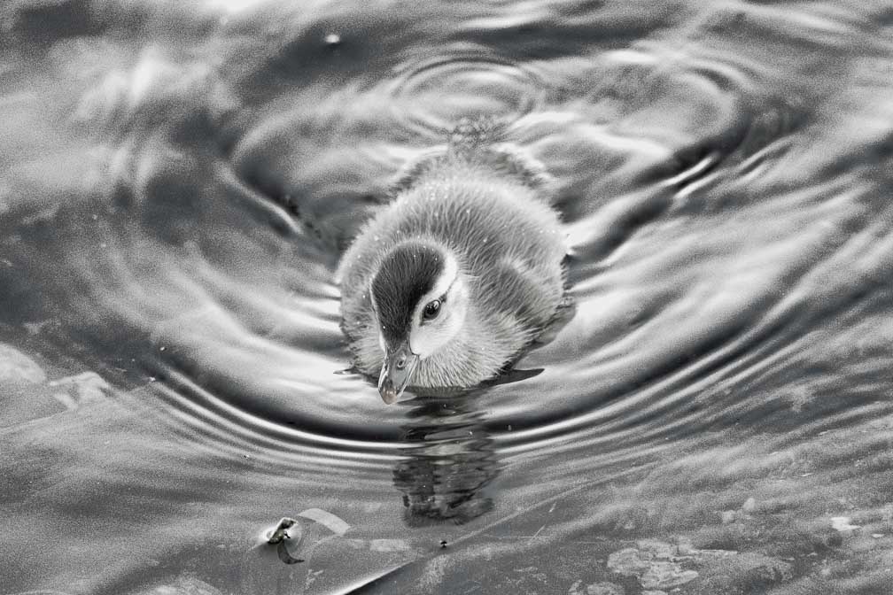 ILCE-1  --  FE 400-800mm F6.3-8 G OSS -- 1/200 sec at f / 9.0 -- ISO 25600 -- 0 EV -- 