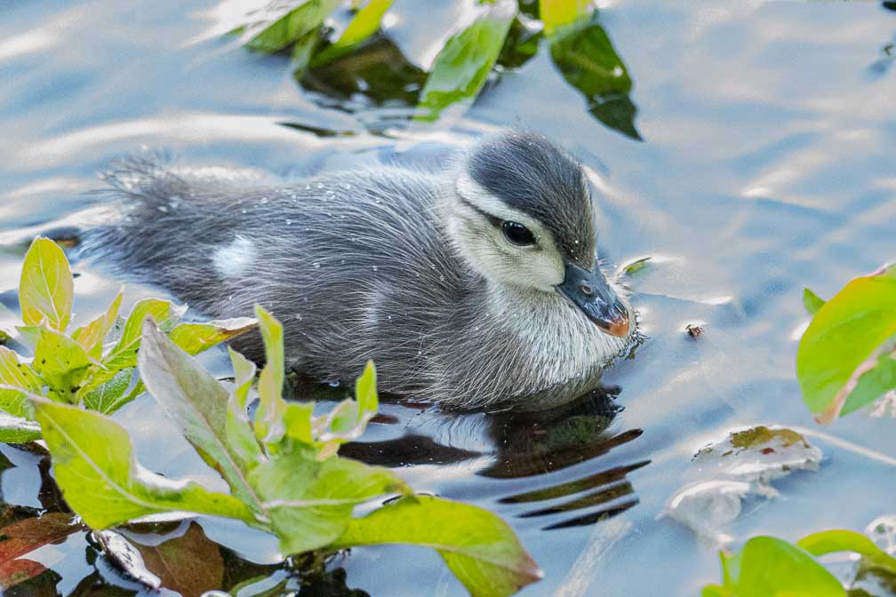 ILCE-1  --  FE 400-800mm F6.3-8 G OSS -- 1/200 sec at f / 9.0 -- ISO 25600 -- 0 EV -- 