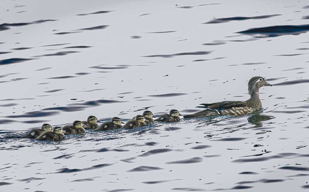 ILCE-1  --  FE 400-800mm F6.3-8 G OSS -- 1/500 sec at f / 9.0 -- ISO 25600 -- 0 EV -- 